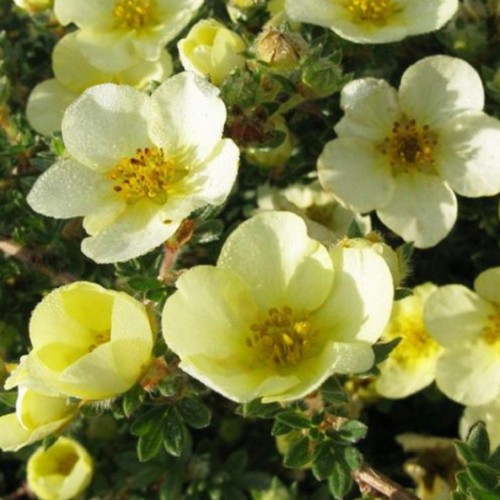 Potentilla fruticosa 'Katherine Dykes' - Harilik põõsasmaran 'Katherine Dykes' C1/1L